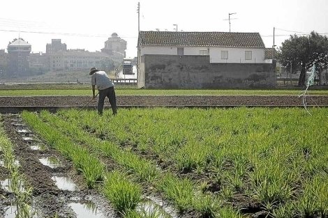 Un agricultor valenciano trabajando la tierra.