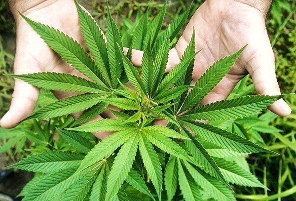 Hojas de cannabis.