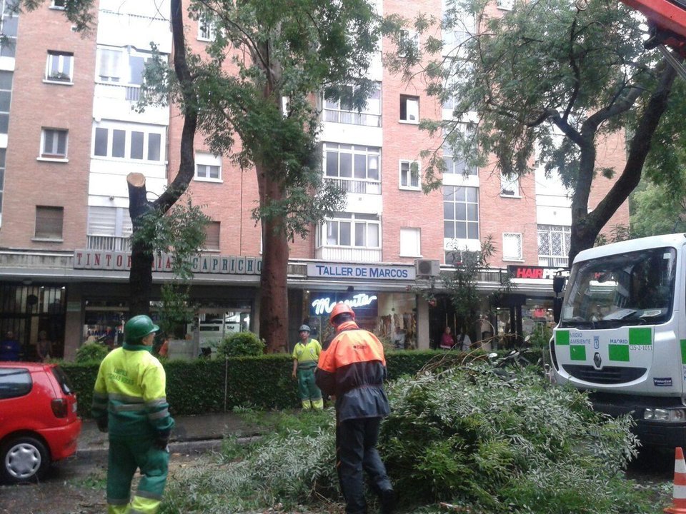 Operarios retirando el árbol caído en la calle Colombia en Madrid.