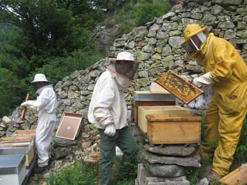 Apicultores trabajan con colmenas en Asturias.