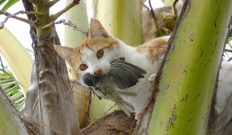 Un gato caza un pájaro.