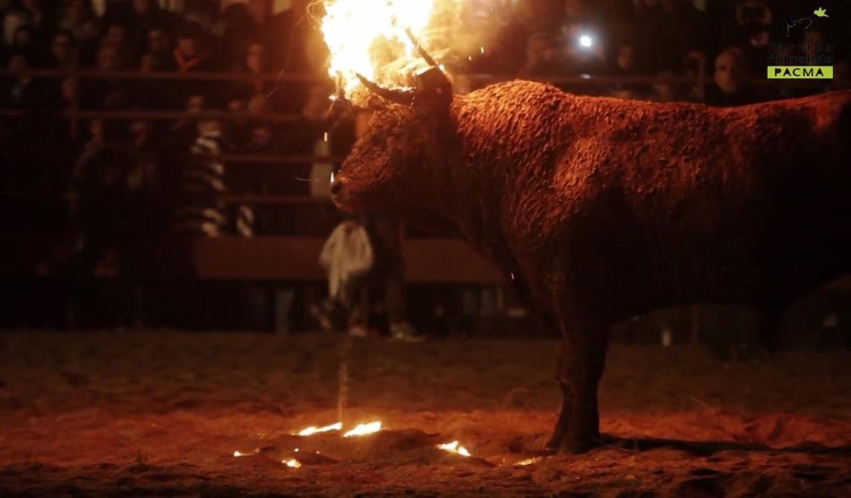 Celebración del Toro Júbilo de Medinaceli (Soria).