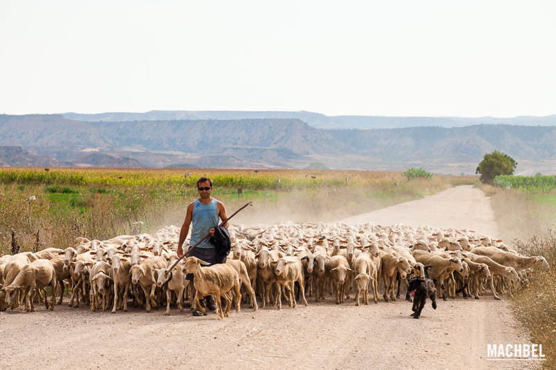 Un pastor en la comarca de Los Monegros con sus ovejas
