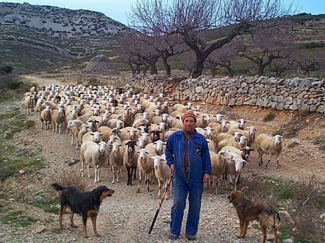 Un pastor de la Comunidad Valenciana