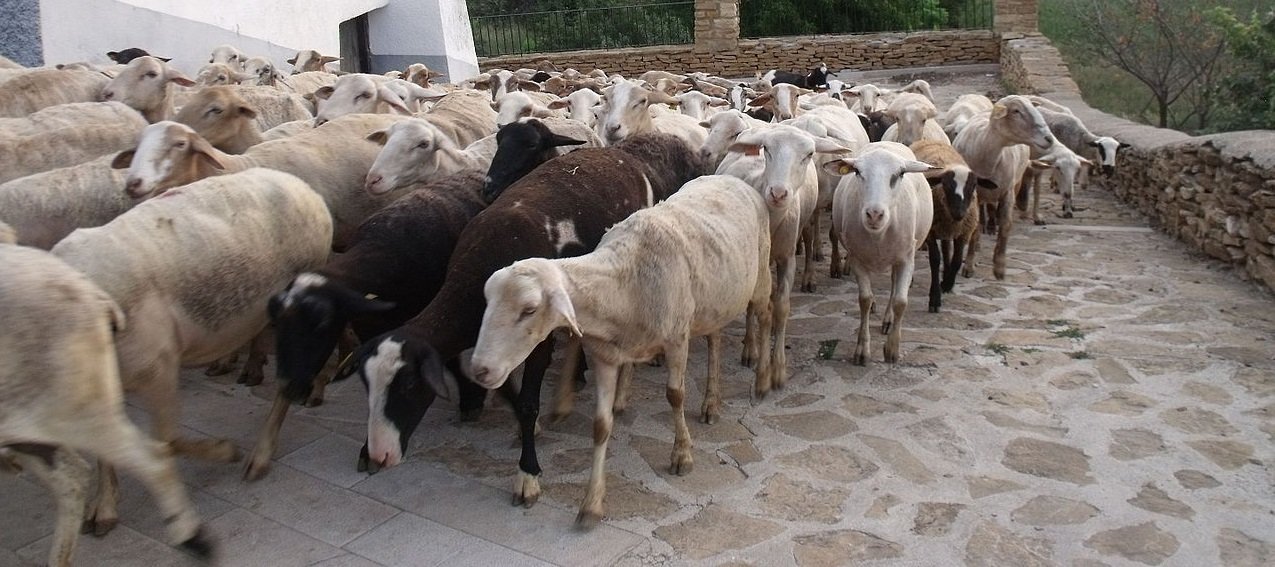 Rebaño de ovejas en Iglesuela del Cid (Teruel).