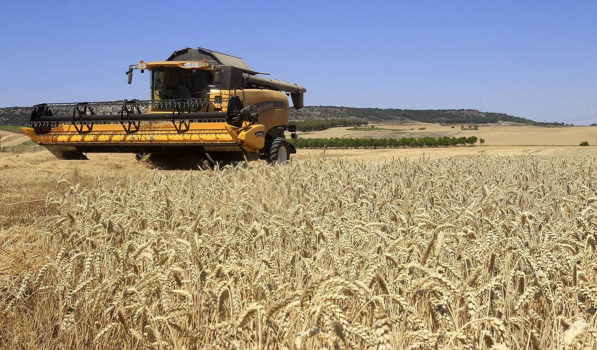 Una cosechadora siega el cereal en Castilla y León.