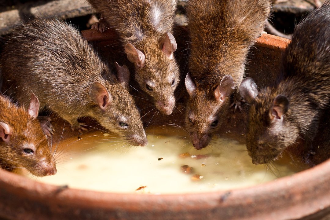 Ratas bebiendo agua en una maceta