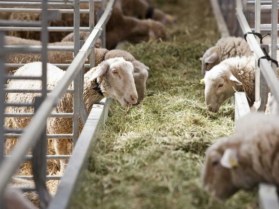 Granja de ovejas (1)