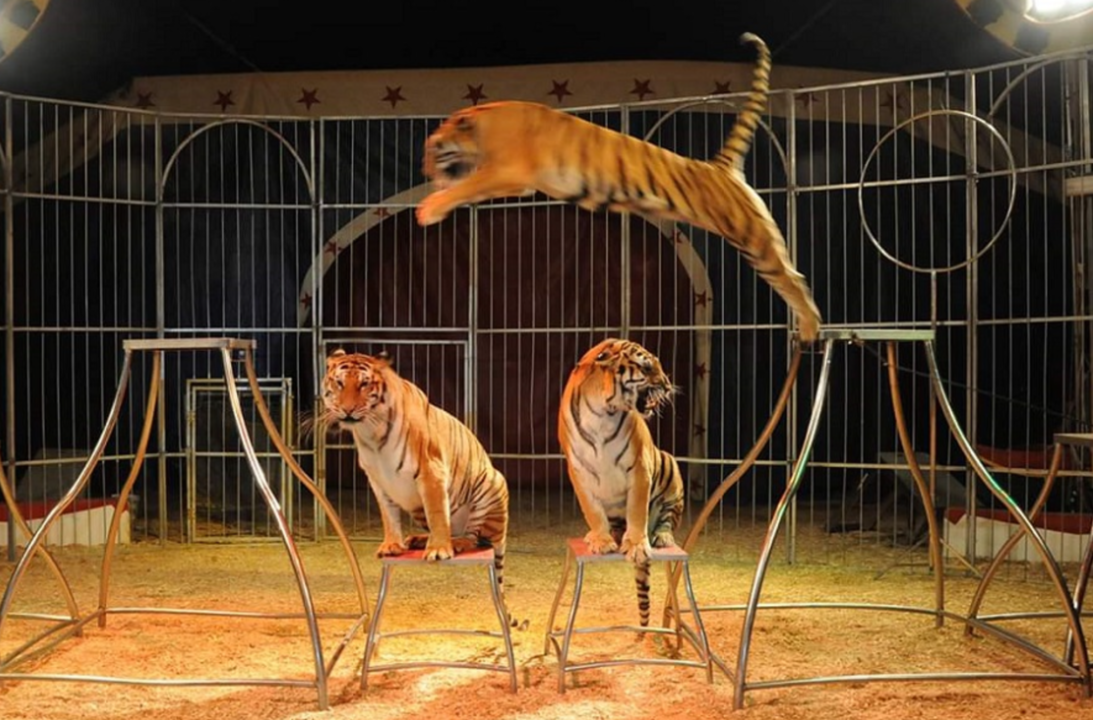 Circo con animales.