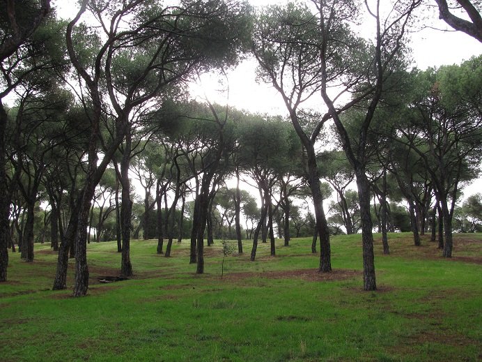 Árboles en Madrid