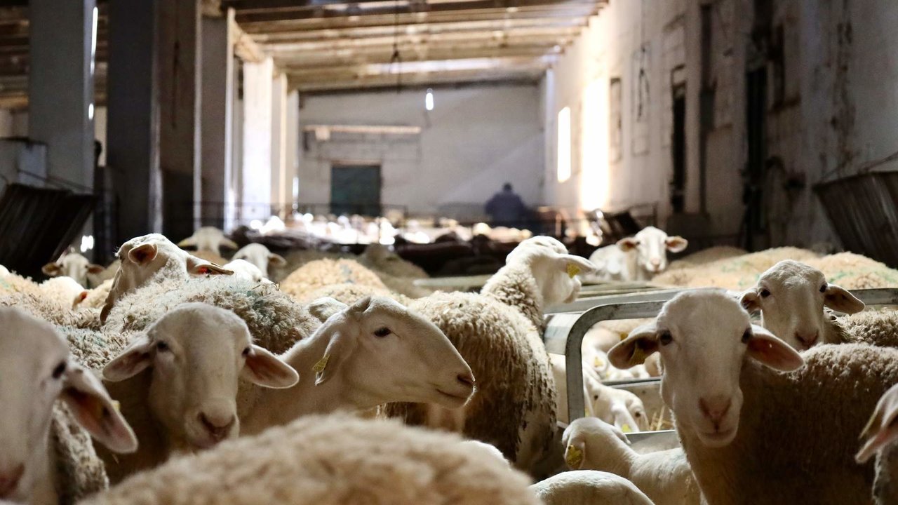 La venta de lana española a China está paralizada por los focos de viruela ovina de Castilla La Mancha y Andalucía. 