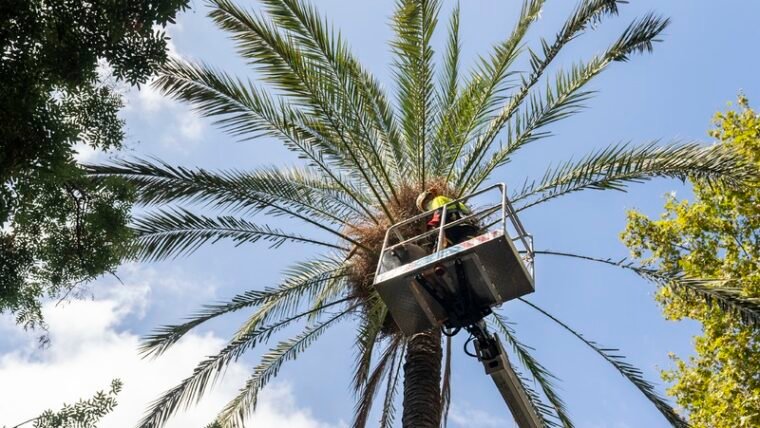 Se acelera la sustitución de palmeras datileras de la ciudad 