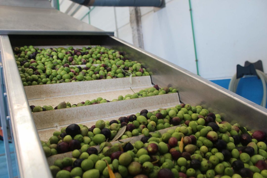 Las almazaras y los campos de olivos intensifican sus medidas de seguridad para prevenir de posibles robos 