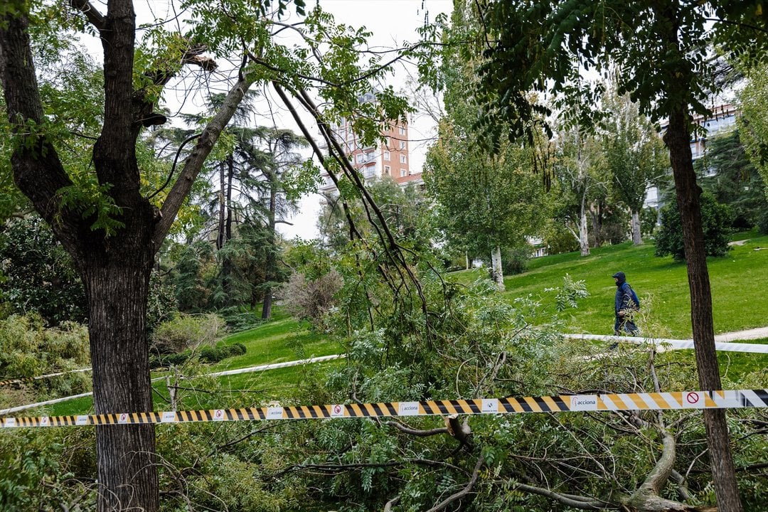 Un árbol caído en el parque del Oeste - Carlos Luján - Europa Press.
