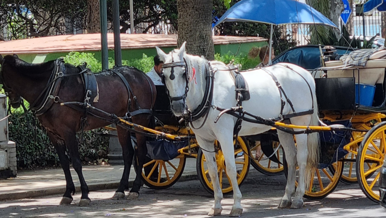 Los animalistas reclaman más control sobre los coches de caballos en Málaga