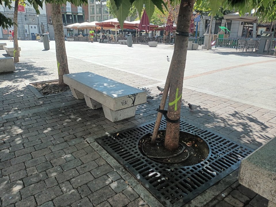 Árboles señalizados para talar en la Plaza de Santa Ana de la capital (Madrid, 22 de julio de 2024). (Foto: Europa Press)