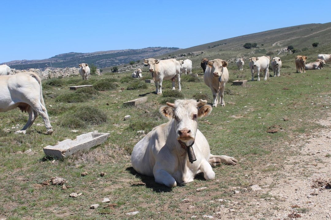 Vacas. LA UNIÓ/EUROPA PRESS