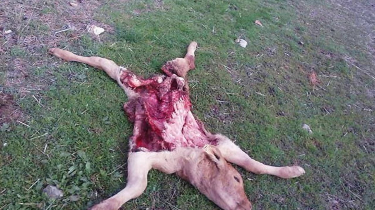 Cadáver de una oveja muerta en Guadalajara por el ataque de un lobo.
