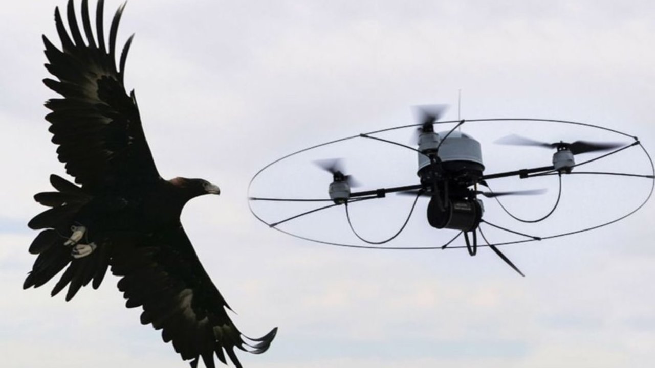 Un águila se lanza a por un dron.