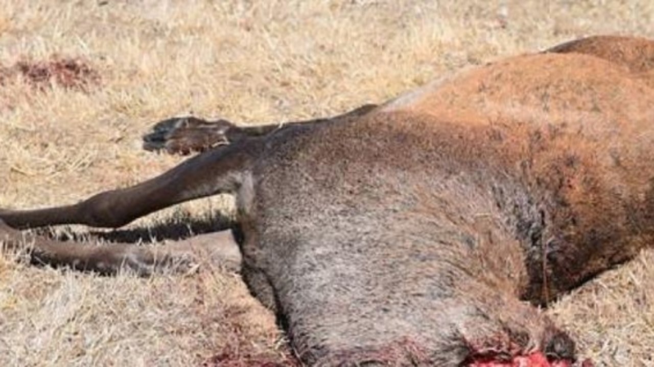 Uno de los ciervos encontrado muerto y sin cabeza en Palencia (Foto: Ecologistas en Acción).