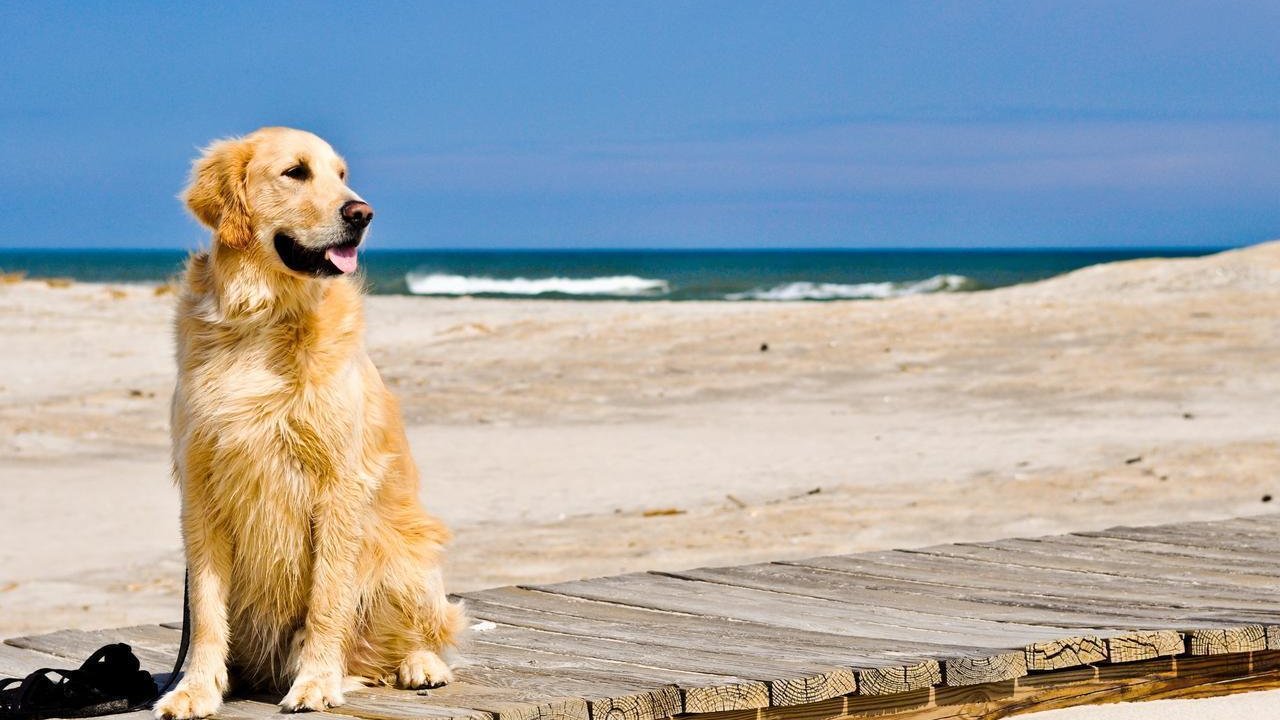 Perro en una playa.