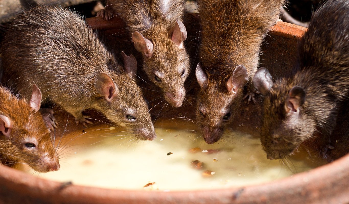 Plaga De Ratas En Sevilla Madrid Oviedo Y Barcelona