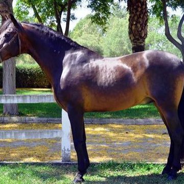 Subasta De Caballos De Pura Sangre Espanola Del Ejercito Desde 500 Euros